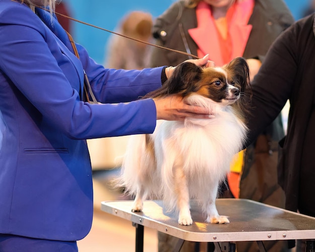 Handler holds a papillon on the table to demonstrate it to the judges at the dog show