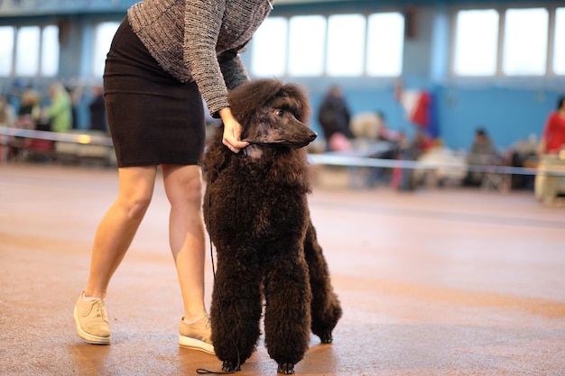 Handler puts a dog of the breed big royal black poodle in the ring at a dog show