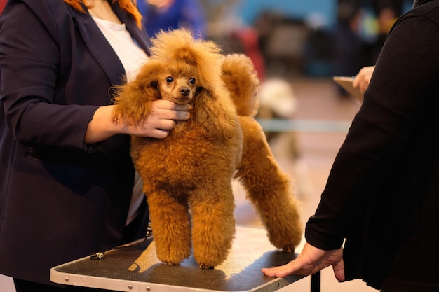 Handler Puts a small peach poodle on show for inspection by a dog specialist