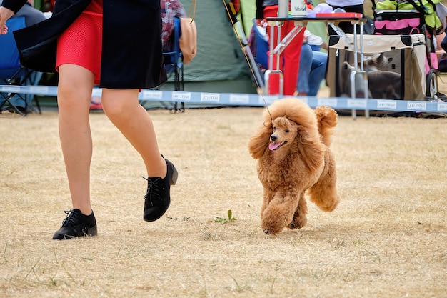 Handler a woman runs in the ring with a moderncolored dwarf poodle