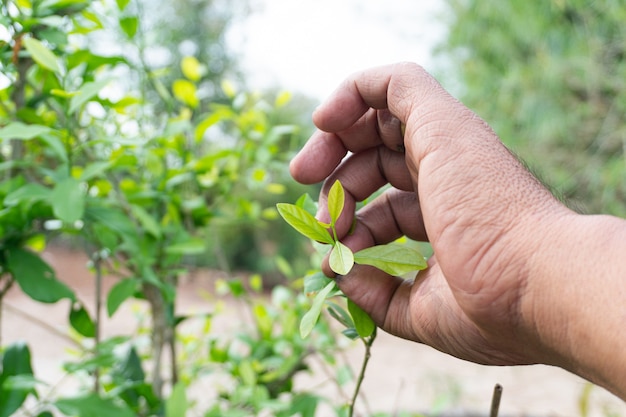 Hands are picking the tender shoots of vegetables, Gardener picking Melientha suavis Pierre.