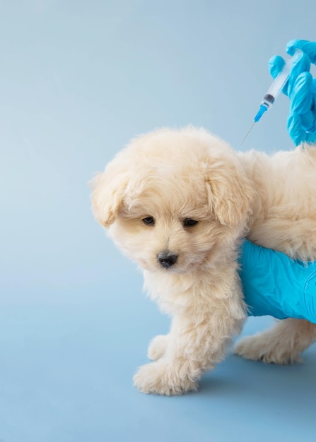 Hands in blue medical gloves are vaccinating a little puppy of that poodle