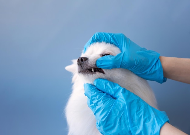 Hands in blue medical gloves open the mouth of a small white dog Pomeranian teeth check