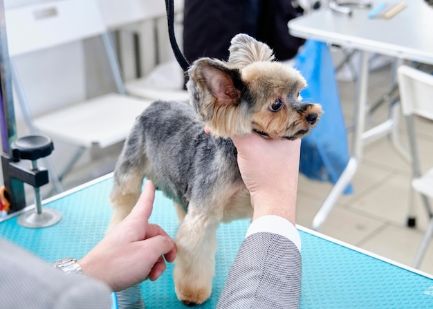 The hands of a businessman in a business suit are holding a Yorkshire Terrier dog