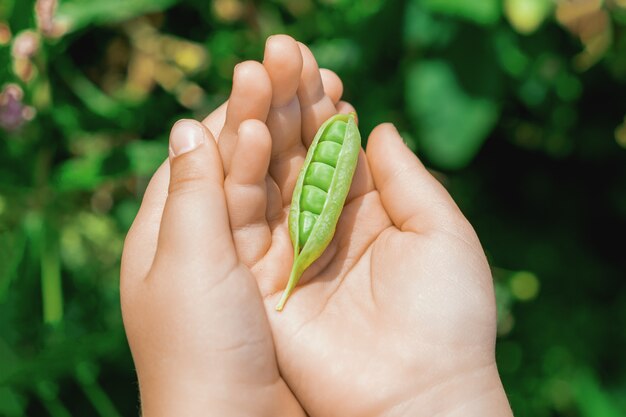 Hands of a child holding open pod in the garden.