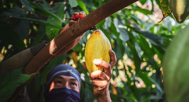 The hands of a cocoa farmer use pruning shears to cut the cocoa pods or fruit ripe yellow cacao from the cacao tree Harvest the agricultural cocoa business produces