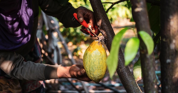 The hands of a cocoa farmer use pruning shears to cut the cocoa pods Harvest the agricultural cocoa