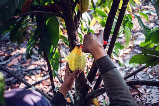 The hands of a cocoa farmer use pruning shears to cut the fruit ripe yellow cacao