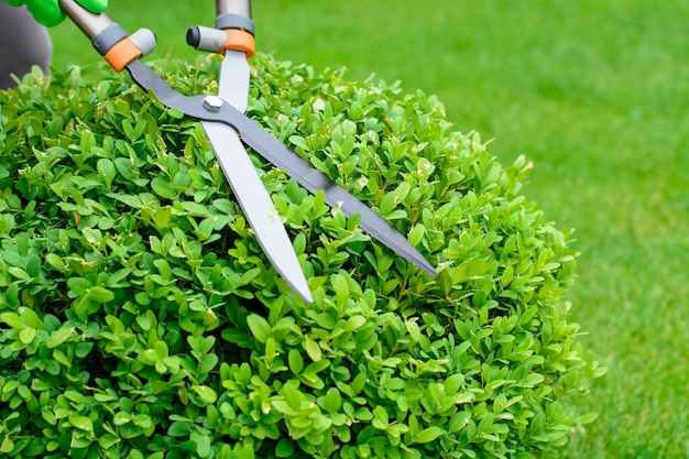 Hands cut bush with clippers in garden