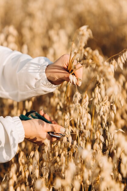 Photo hands cut oat stalks