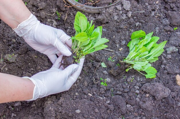 The hands of an elderly woman hold the soil with a young plant Planting seedlings in the ground There is a spatula next to it