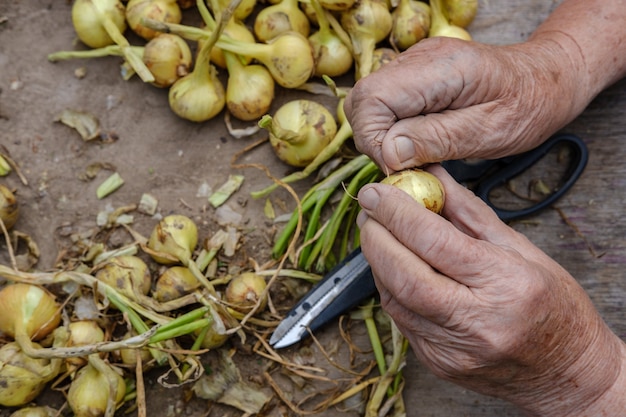 In the hands of an elderly woman a small onion, and against the background of a table with crops and scissors, top view.