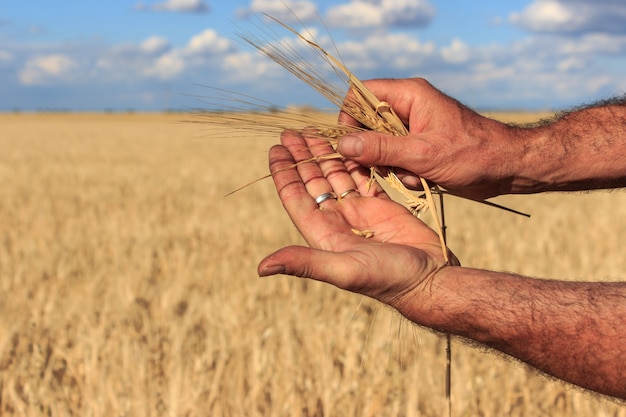 The hands of a farmer holding close to him some ears of wheat in a wheat field. Concept of agriculture.