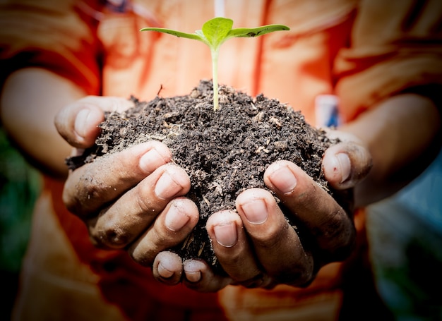 Hands of farmers holding a young plant in hands