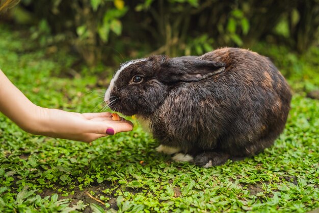 Hands feed the rabbit Cosmetics test on rabbit animal Cruelty free and stop animal abuse concept