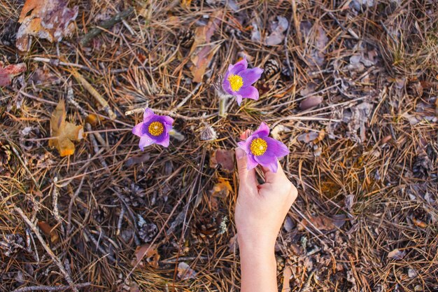 Hands of a girl collect pasqueflower in the spring forest