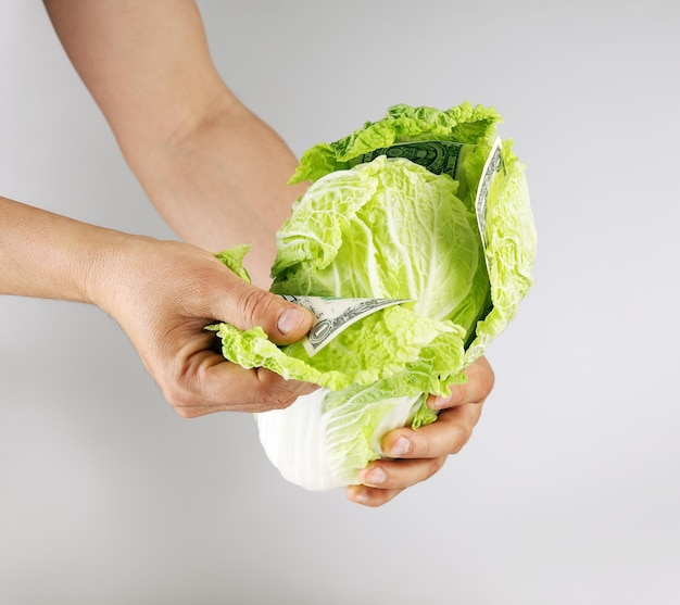 Hands hold Chinese cabbage with green bills of dollar concept pure fresh money