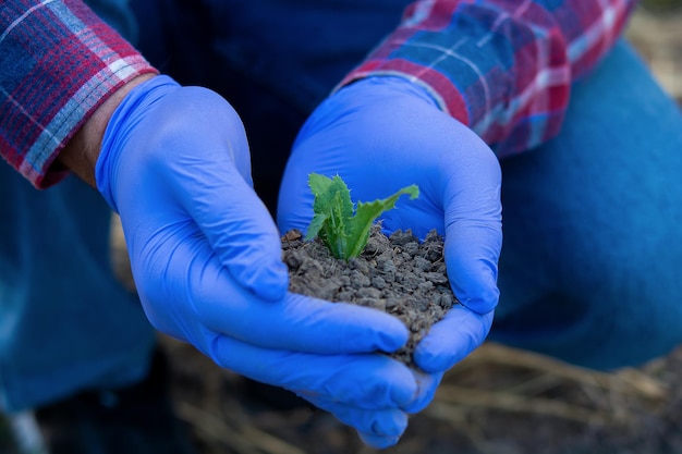 Hands hold a young plant with soil a farmer holds a sprout in his hands agronomist eco products