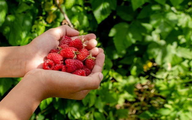 Hands holding bright red Raspberry in green garden. Space for text. Summer time.