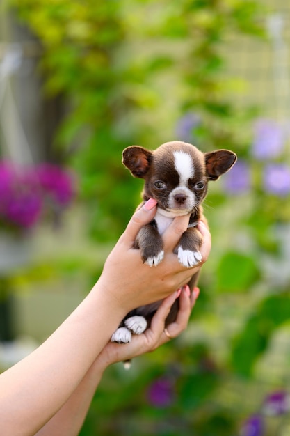 Hands Holding Brown smoothhaired Chihuahua in summer Green Garden