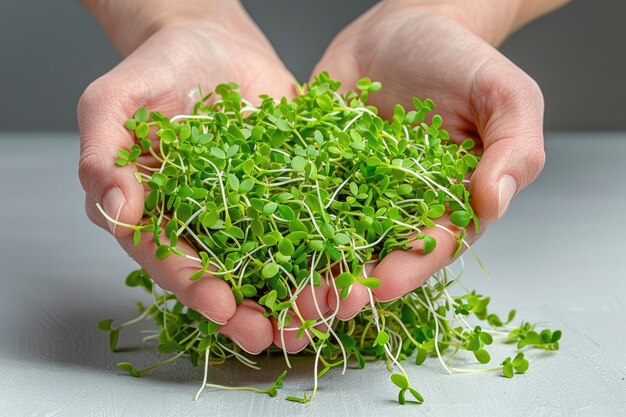 Hands holding a bunch of fresh green microgreens