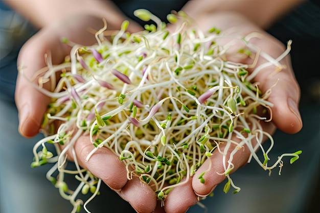 Hands holding a bunch of fresh green sprouts