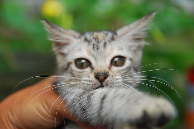 hands holding a domestic kitten