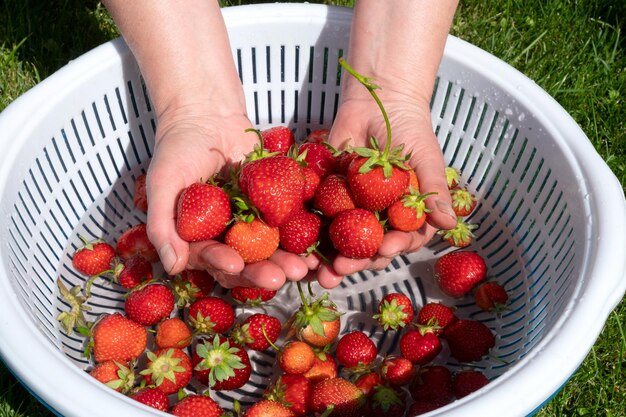 Hands Holding Fresh Picked Strawberries