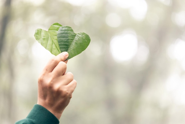 Hands holding green heart leavesPlant a planting trees loving the environment and protecting nature Nourishing the plants and world look beautiful Forest conservation concept