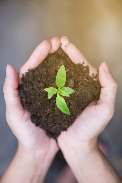 Hands holding a green young plant with sunlight