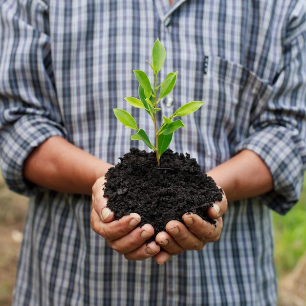 Hands holding a green young plant.