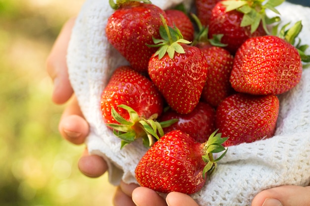 Hands holding a handful of fresh strawberries