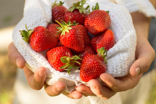 Hands holding a handful of fresh strawberries