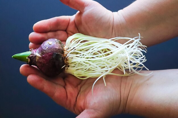 Hands holding a hyacinth bulb with exposed roots