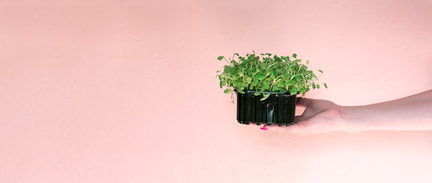 Hands holding micro arugula greens on a pink background with space for text