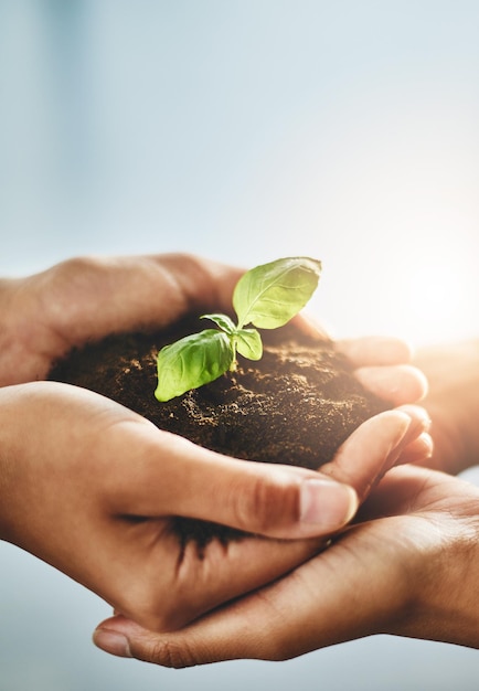 Hands holding plant while growing showing teamwork conservation togetherness nature development and growth as a community Closeup of people with organic green flower leaves on dirt inside