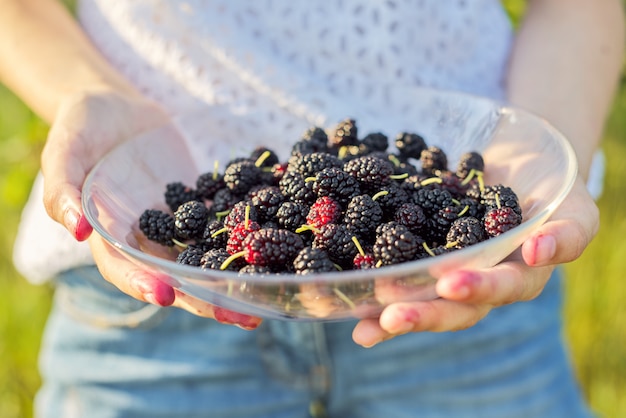 Hands holding a plate with ripe mulberries