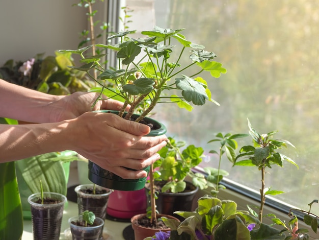 Hands holding a pot with a plant. Caring for houseplants. Woman taking care of houseplant indoors.