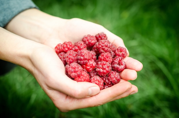 Hands holding raspberries