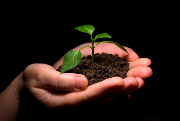 Hands holding sapling