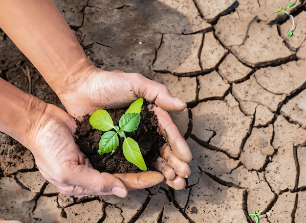 Hands holding seedlings are in dry land in a warming world ai generated