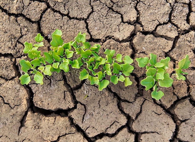 Hands holding seedlings are in dry land in a warming world ai generated