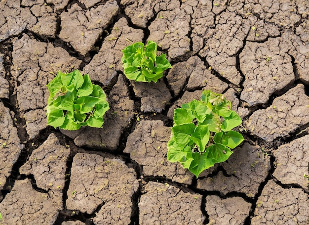 Hands holding seedlings are in dry land in a warming world ai generated