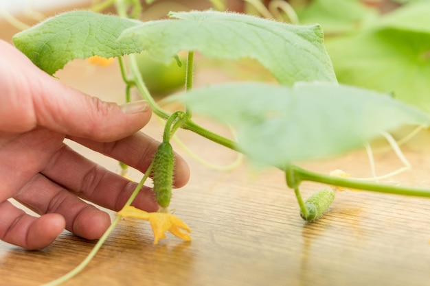 Hands holding small growing cucumber in urban home garden