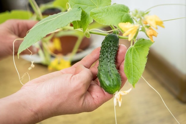 Hands holding small growing cucumber in urban home garden