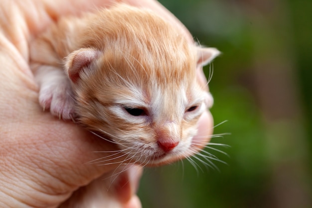 Hands holding a small kitten - beautiful baby cat head newborn