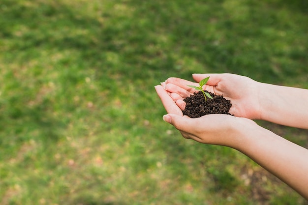 Hands holding small plant