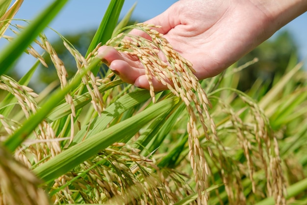 Hands holding stalks of golden rice ready to be harvested at the field