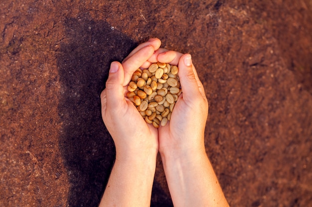 Hands holding untoasted organic Coffee beans - coffeea arabica