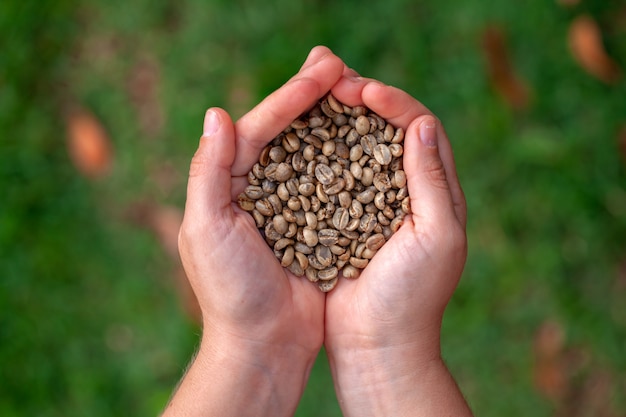 Hands holding untoasted organic Coffee beans - coffeea arabica